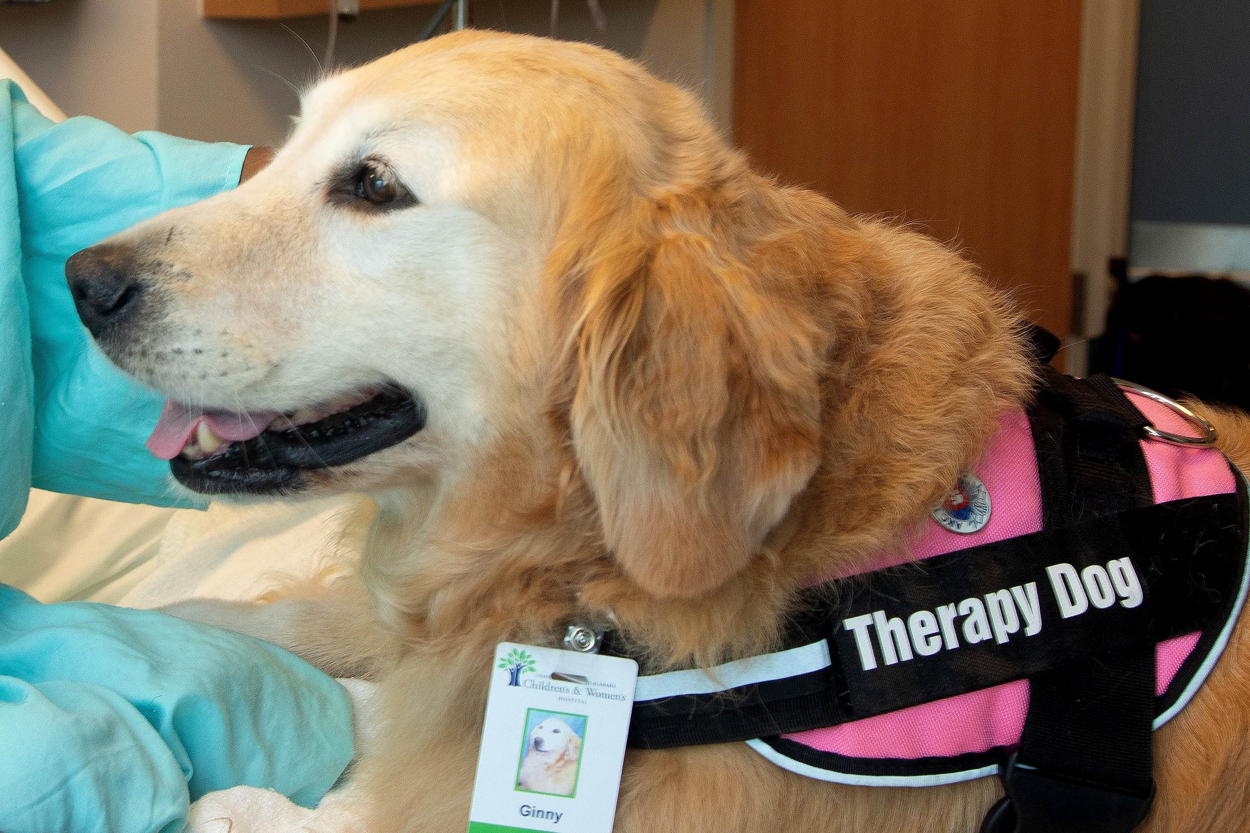 therapy animal visits near me