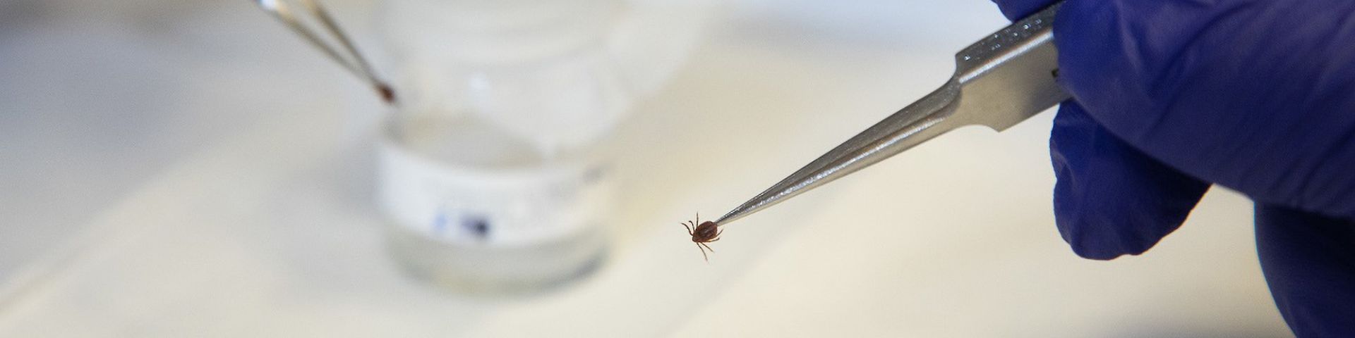 USA Health Tips: Avoiding tick bites